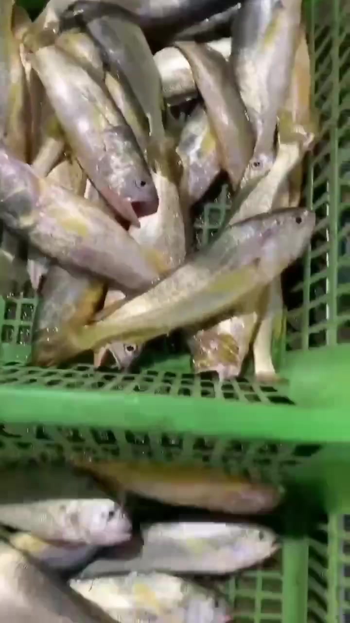 野生黄花鱼3-5-7两规格|东山岛海鲜