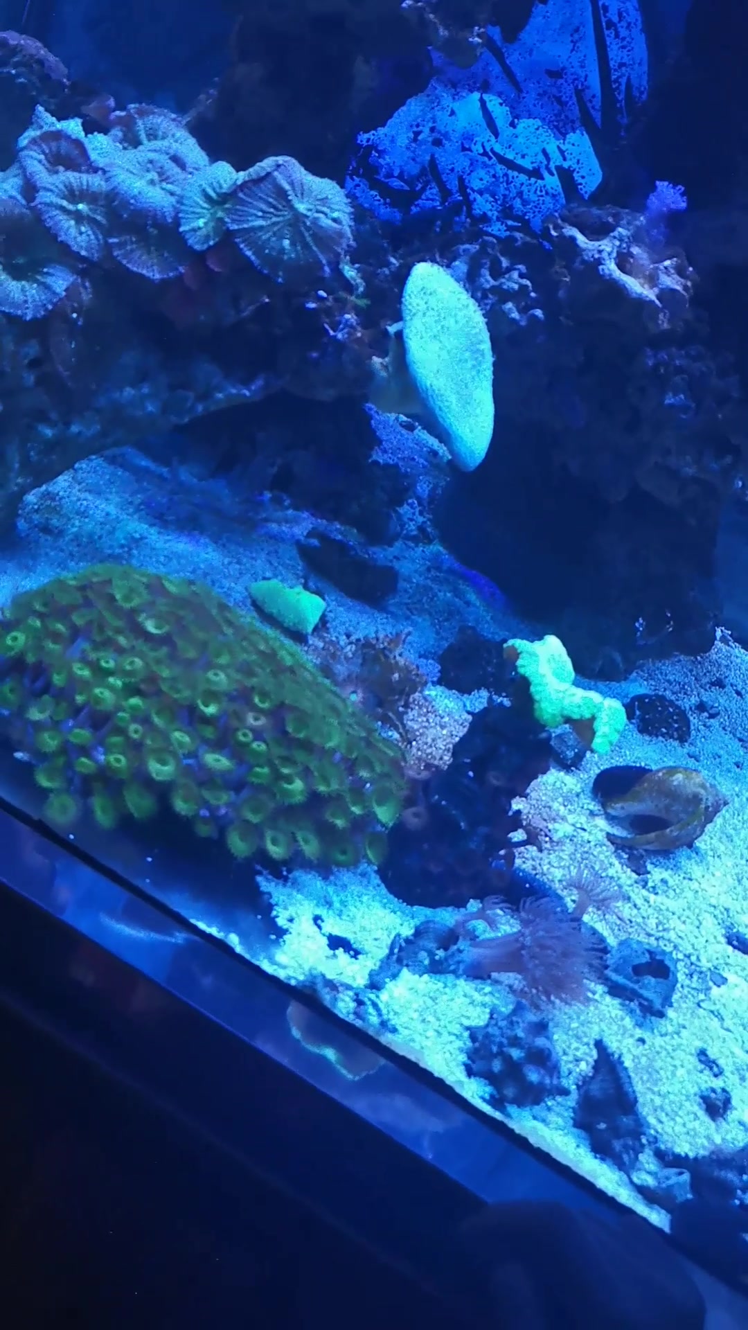 合肥海洋馆,海底世界鱼类欣赏下!