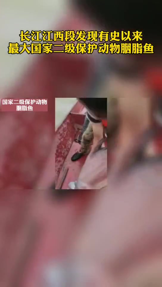 长江江西段发现有史以来最大国家二级保护动物胭脂鱼 江西