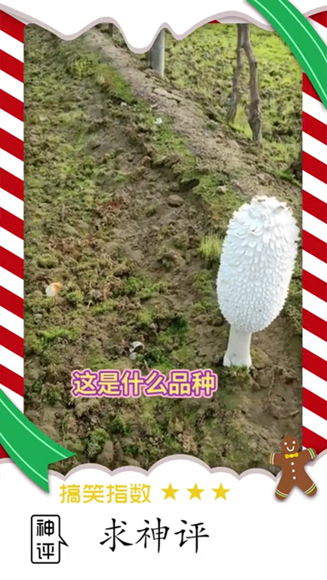 这样的鸡腿蘑菇我还是第一次见,眼前这一幕,想知道这能吃么?