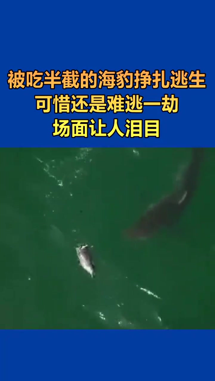 海豹被鲨鱼捕食,场面看着揪心