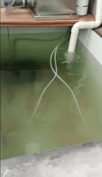 阳台鱼池,安装使用杰蒙尼过滤器运行中,轻松解决水质问题!