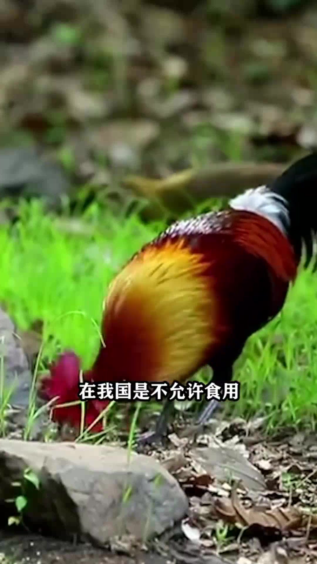 它是唯一没人敢吃的鸡,吃一口要面临十年牢狱之灾