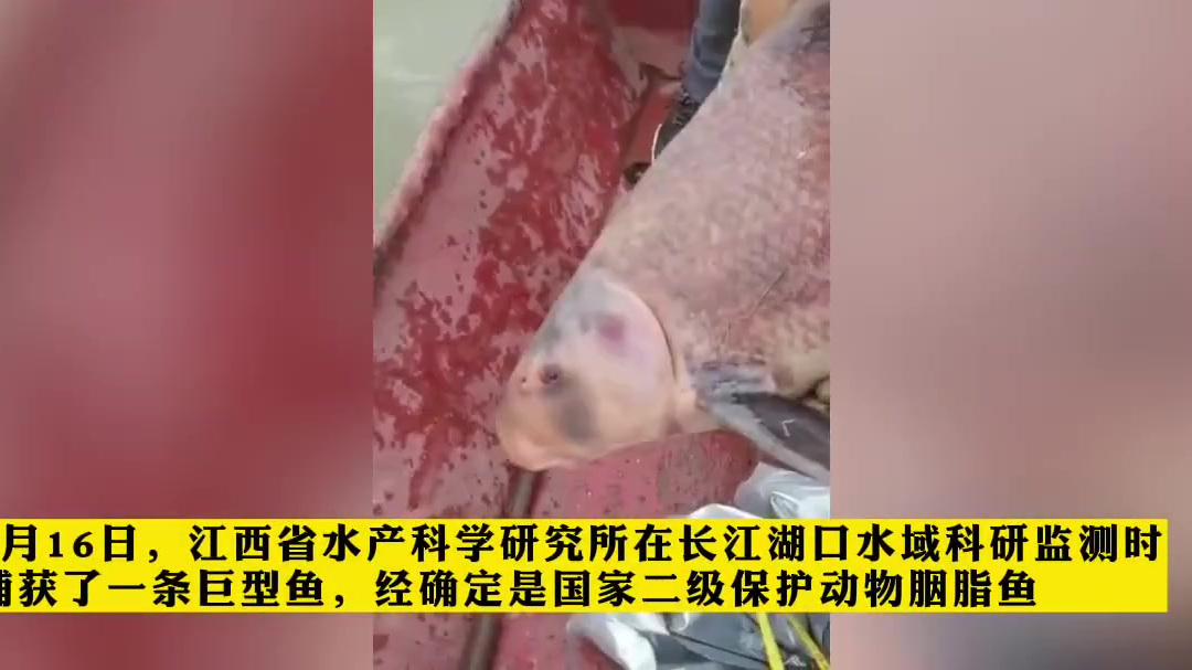 【大江视频丨长江江西段发现有记录以来 最大国家二级保护动物胭脂鱼】5月16日,江西省水产科