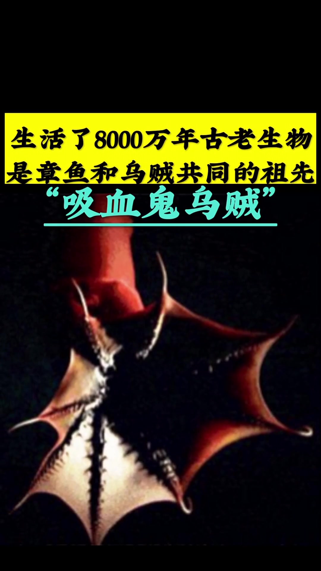 邪恶的优雅,已经接近亿年的古老生物,又称幽灵蛸