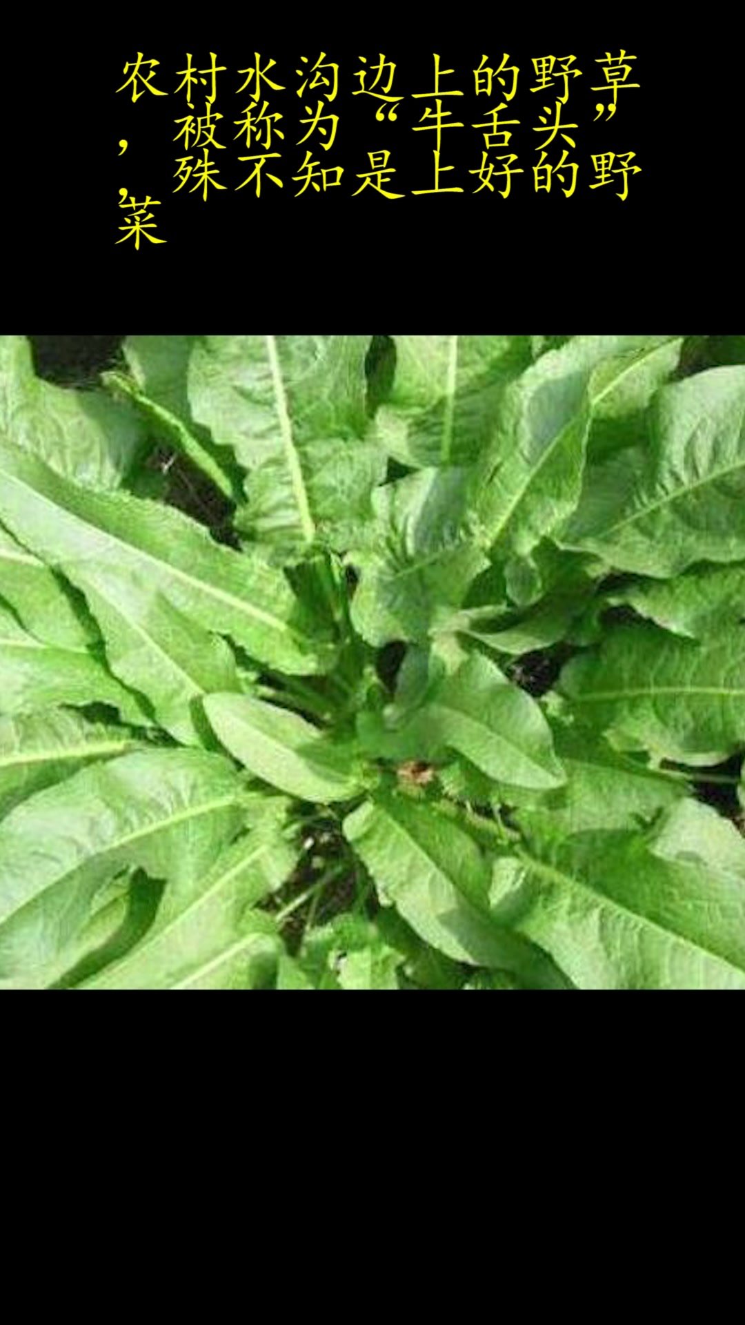 农村水沟边上的野草,被称为“牛舌头”,殊不知是上好的野菜!