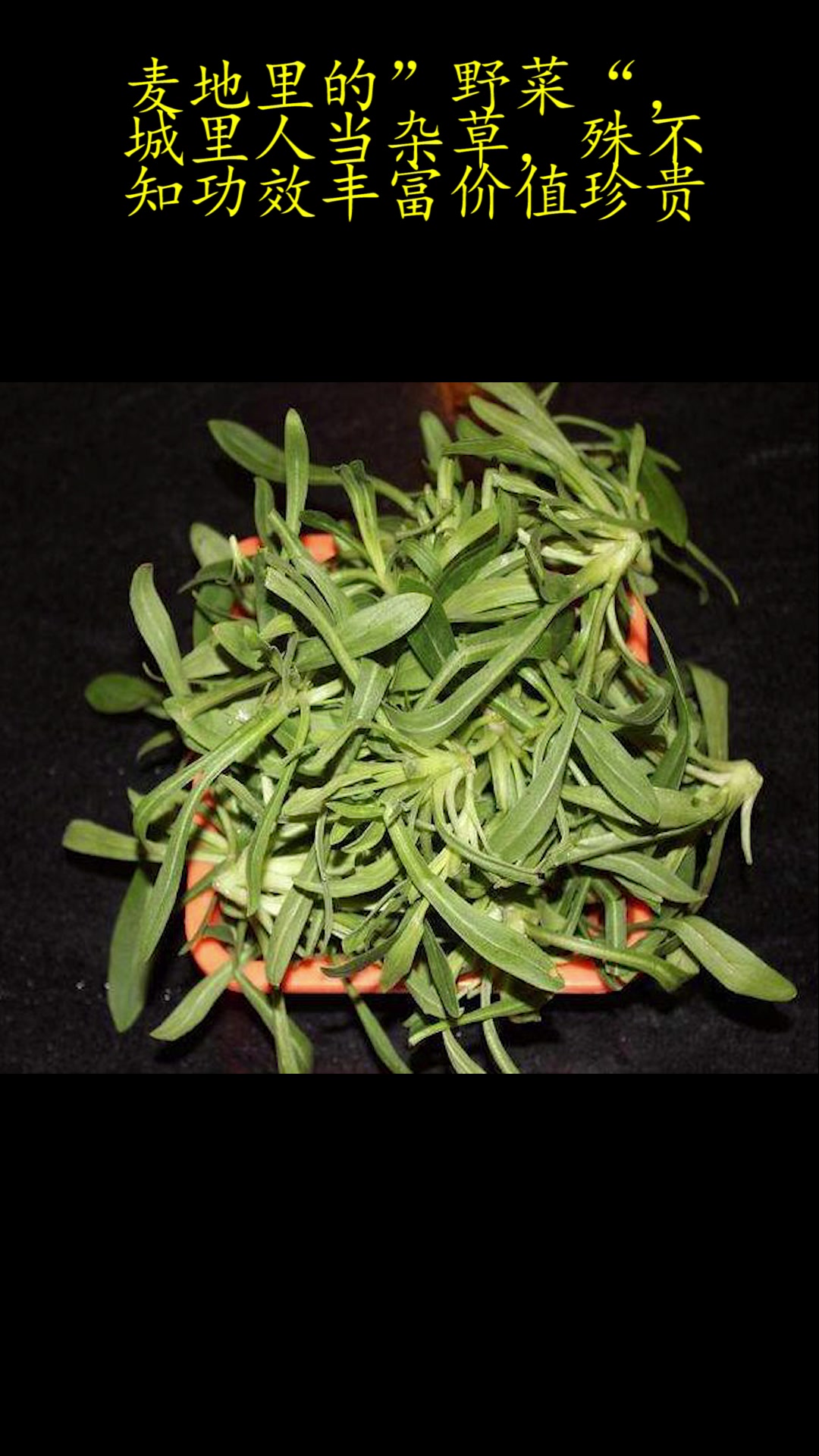 麦地里的”野菜“,城里人当杂草,殊不知功效丰富价值珍贵!