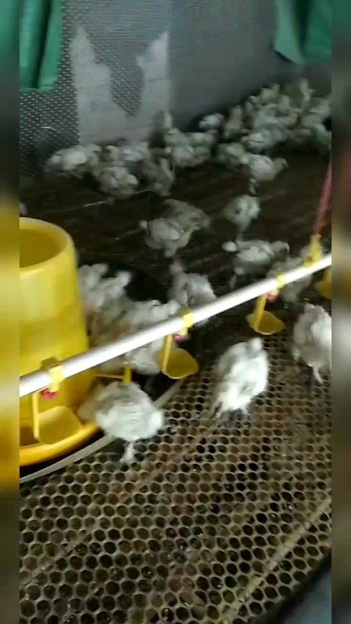各种脱温鸡苗:芦花鸡、贵妃鸡、珍珠鸡、五黑鸡、山鸡、乌鸡