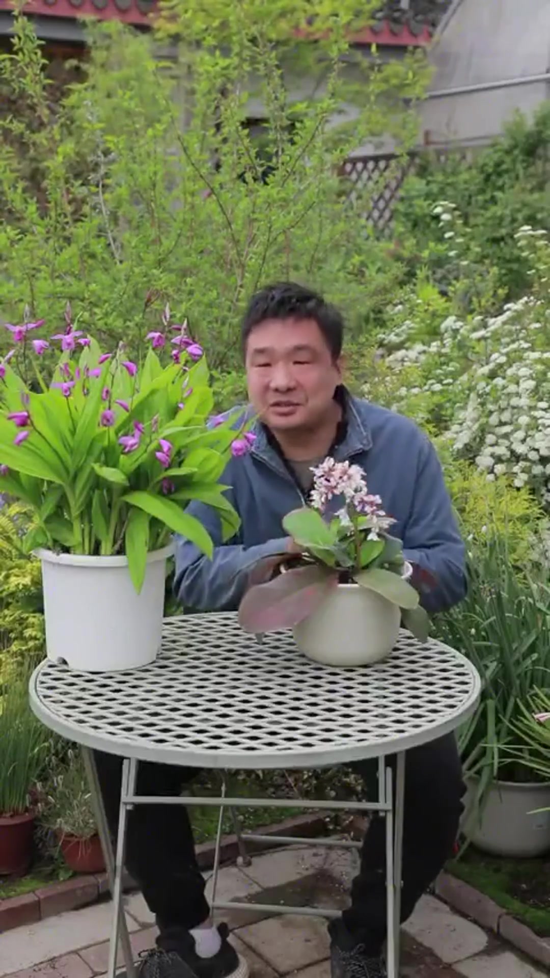 药用植物岩白菜和白芨