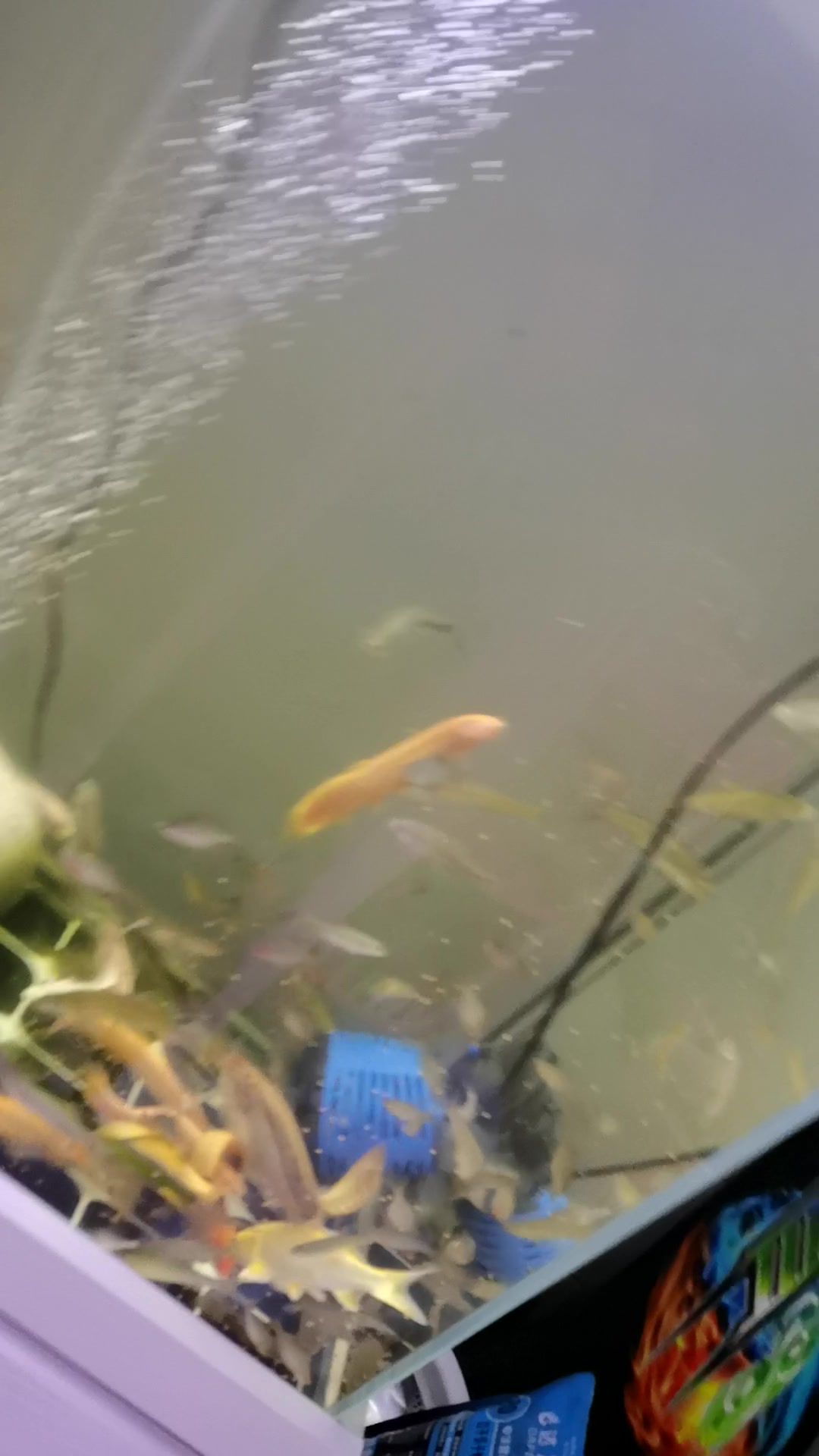 混养锦鲤的日常喂食
