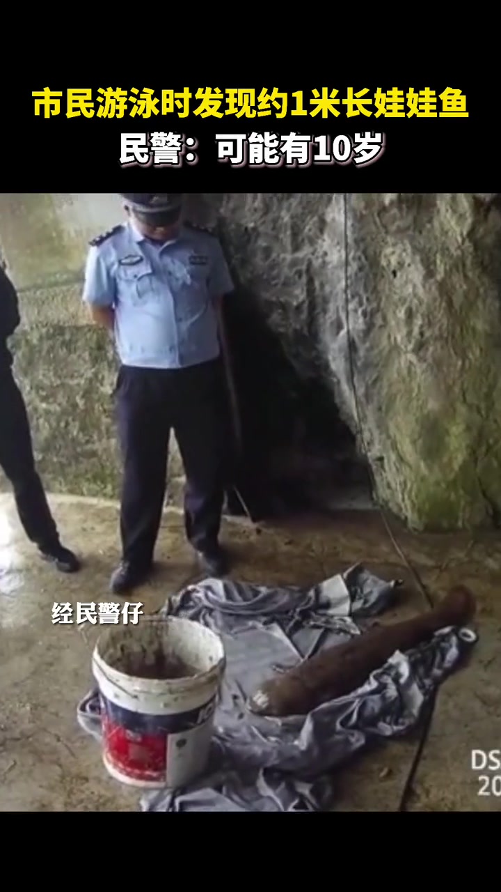 市民游泳发现约1米长的娃娃鱼,民警赶来一看:它可能有10岁了