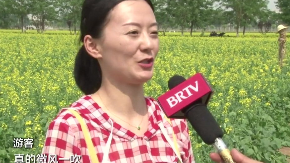 【大兴瀛海400亩油菜花盛放 灿烂乡野画卷让人心醉】近日,大兴区瀛海镇的400多亩油菜花悄