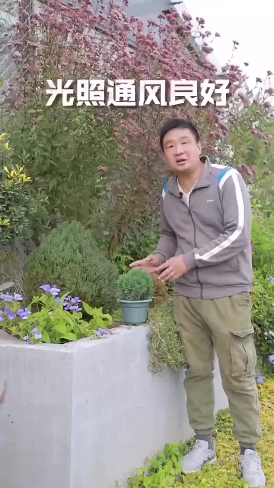 皮球松不用修自成球