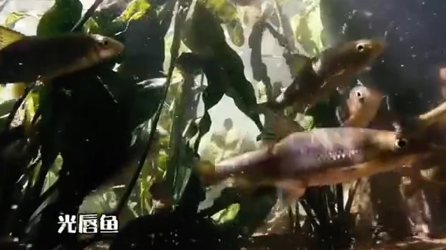  【生命之舞 和谐共生】丰泽园位于昆明城区东北部的松花坝水库上游水源地,也是昆明的母亲河盘