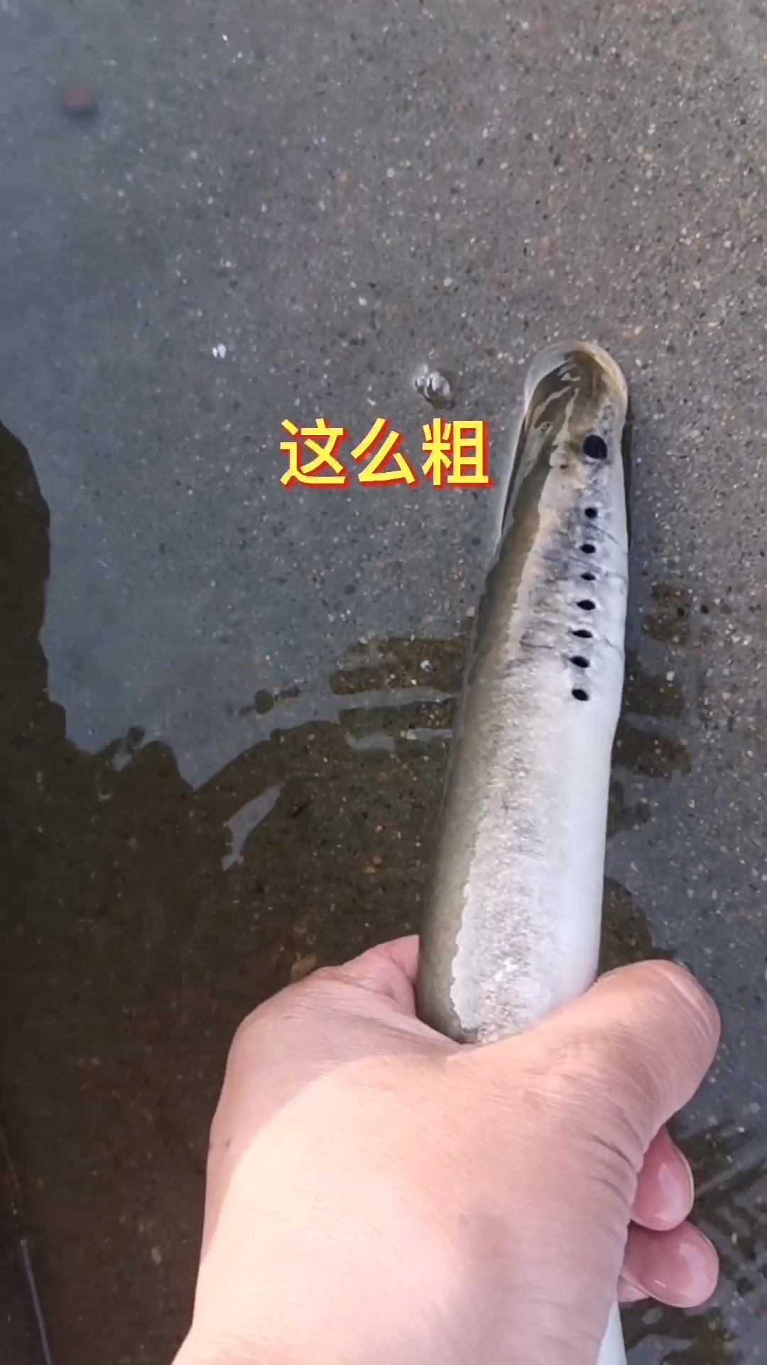 保护动物,从我做起