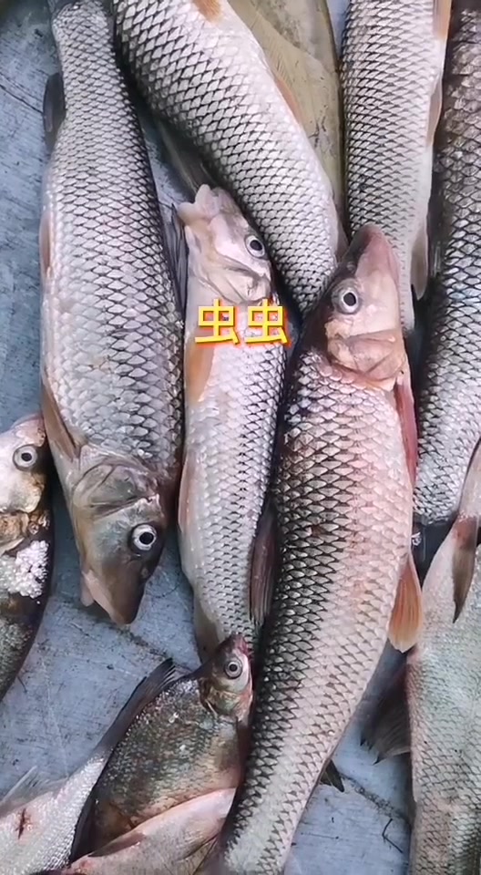 两条大江,黑龙江,乌苏里江,生活中100多种淡水鱼,感谢大自然