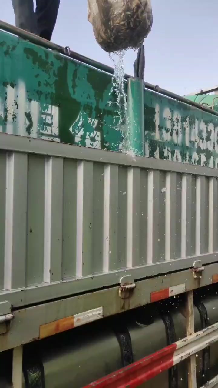 黄辣丁鱼苗原来是这样的,一筐子能有几百条,这能翻多少倍啊
