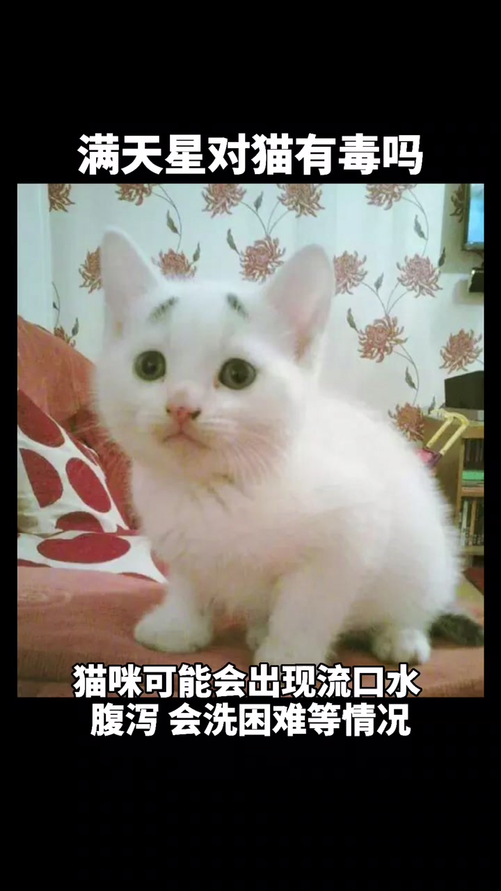 满天星对猫有毒吗