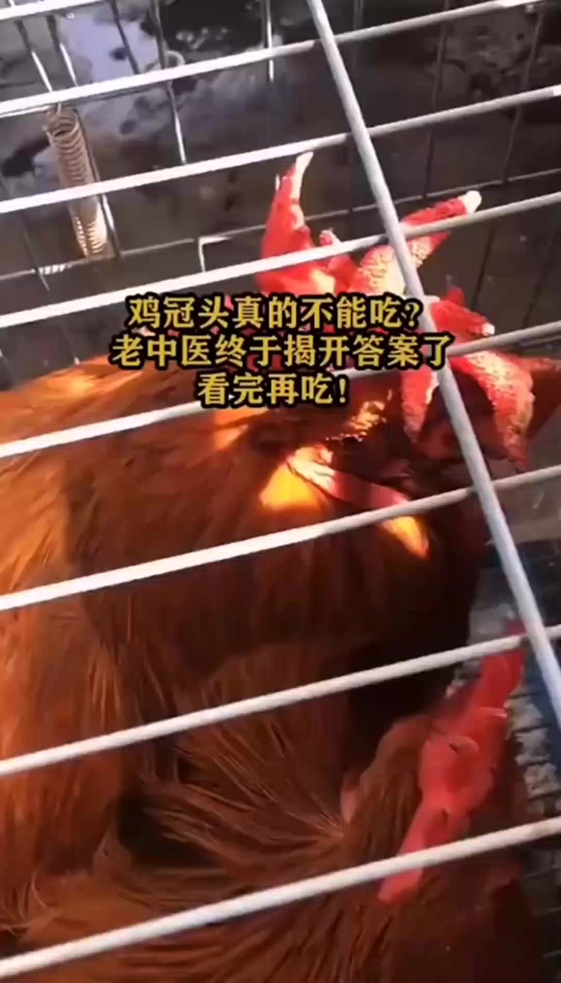 鸡冠头真的不能吃?老中医终于揭开答案了