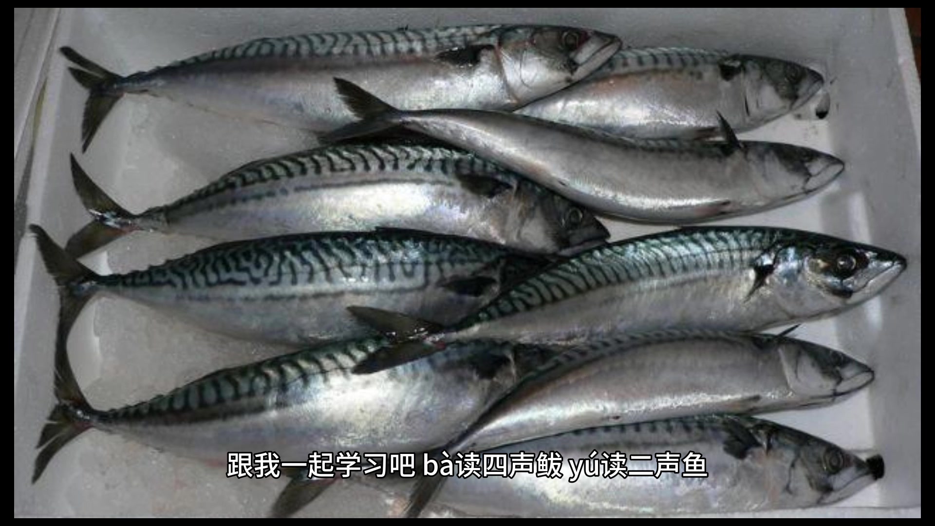 鲅鱼读音,你们学会了吗?