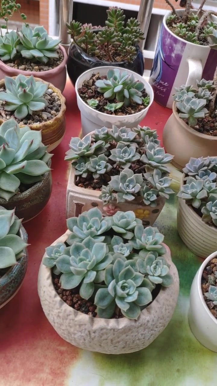 婆婆养的多肉,讲真的,真的是我见过最喜欢的品种!