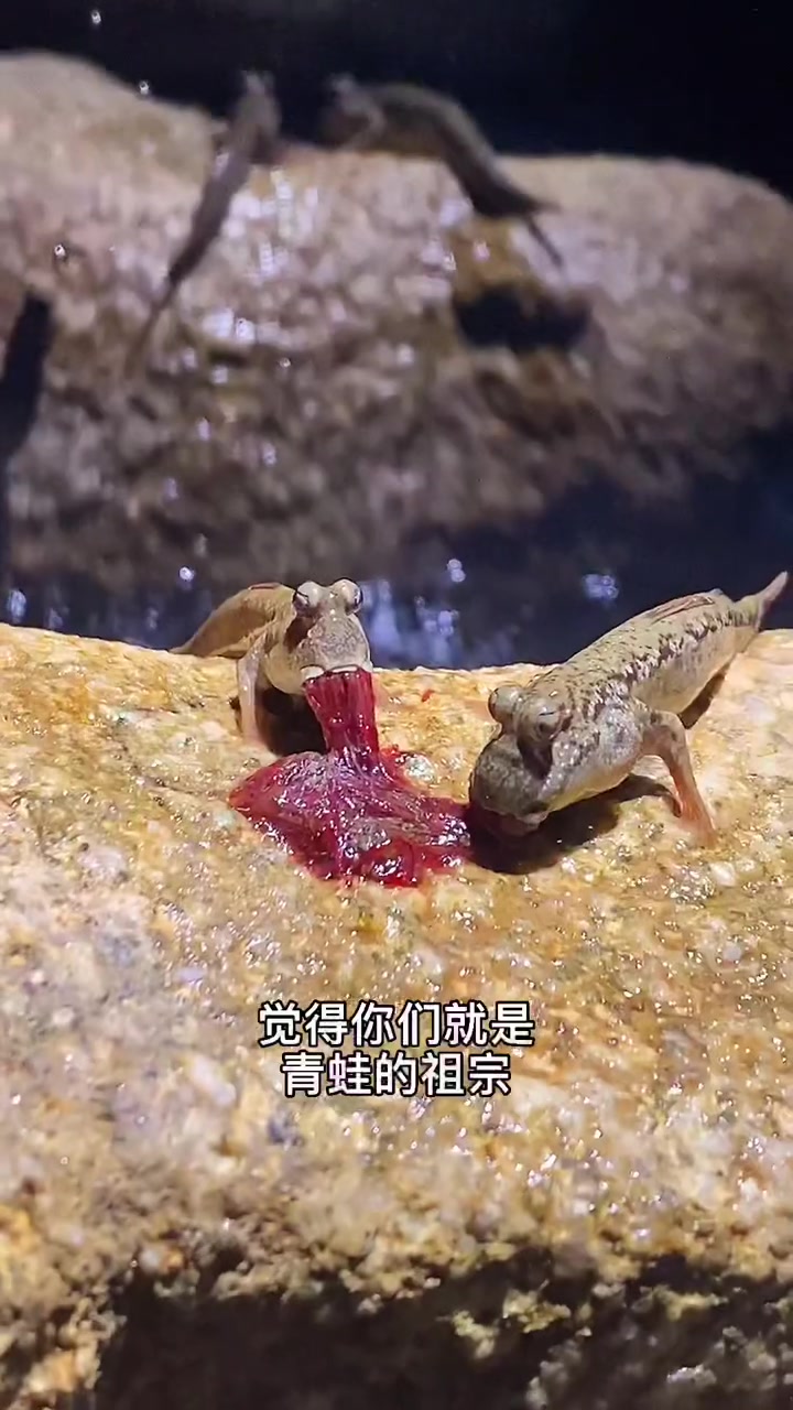 见识下,两条腿“走路”的“大眼鱼”!