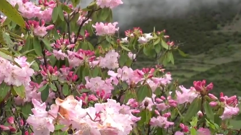 【四川董马藏寨羊角花开:漫步山间花径,不负美景】四川阿坝。海拔3250米的小金县董马藏寨,