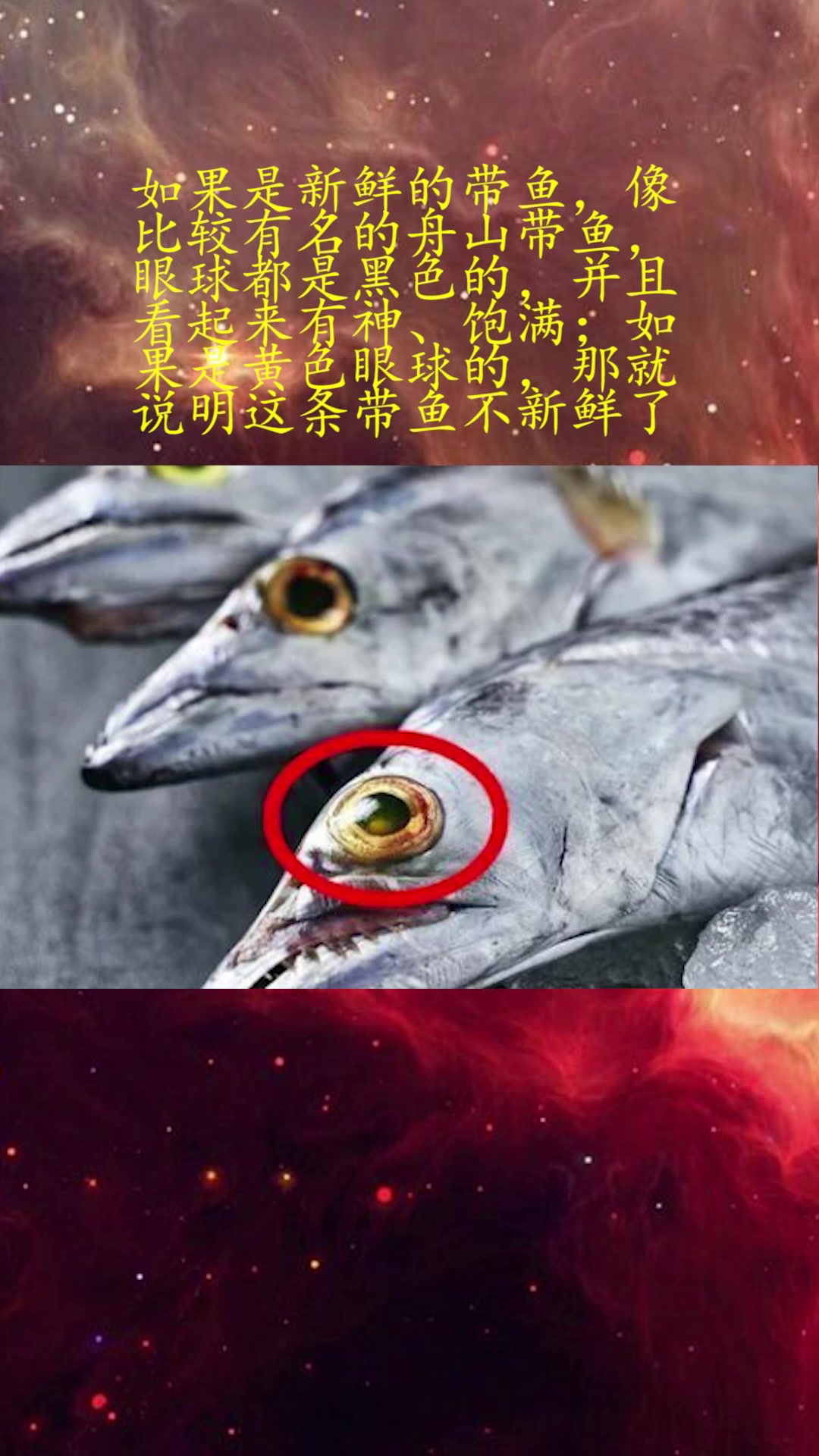 买带鱼时,“黑眼睛”和“黄眼睛”哪个好?弄懂再买,少花冤枉钱