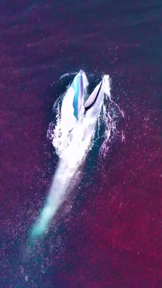 唯美鲸鱼之带你看鲸鱼