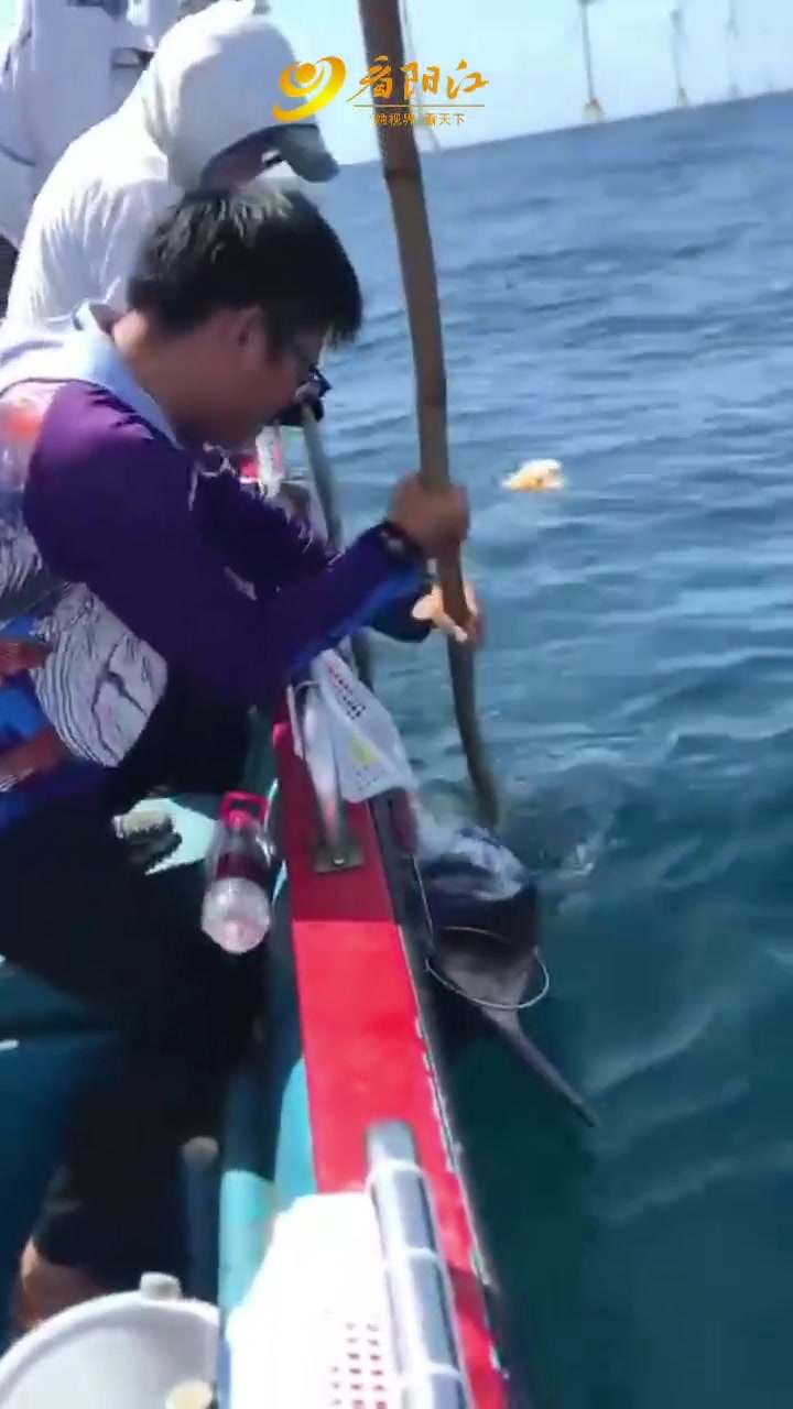 海钓212斤大马林鱼全过程,这鱼比人都大!海钓 马林鱼 阳江