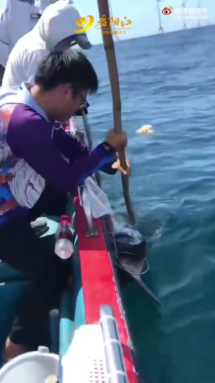 【海钓212斤大马林鱼全过程,这鱼比人都大!】5月24日上午,阳江三名钓友从东平渔港租快艇