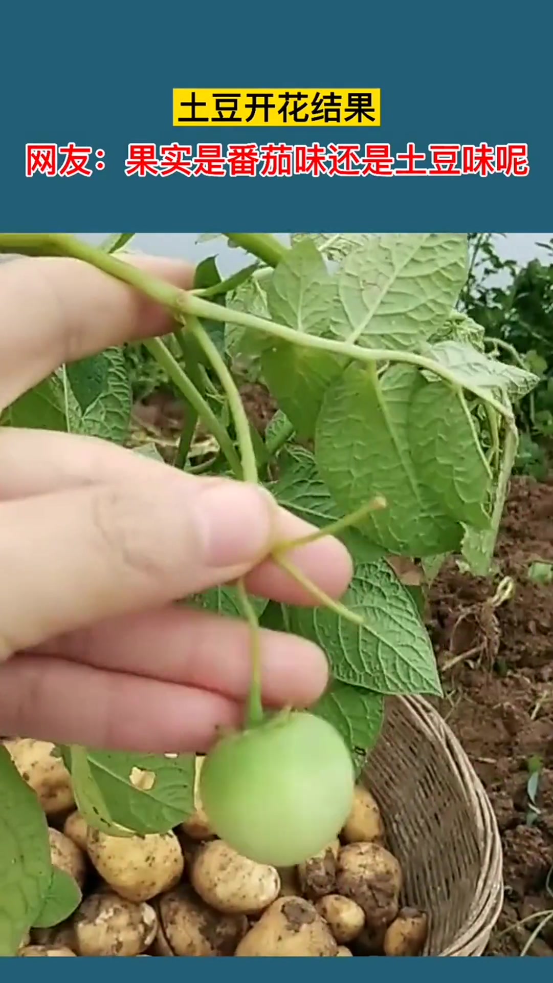 土豆开花结果!网友:果实是番茄味还是土豆味呢?