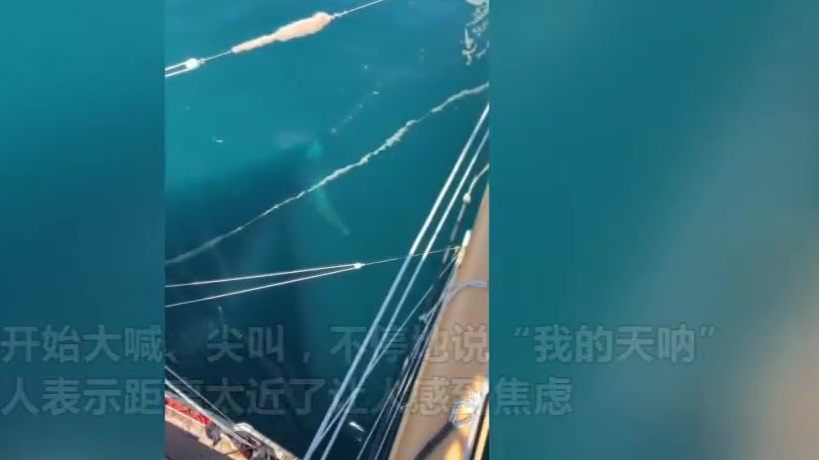 【游客在游轮上看到长十几米的巨大鲨鱼 超近距离令人焦虑】当地时间5月25日,音乐人亚历克斯