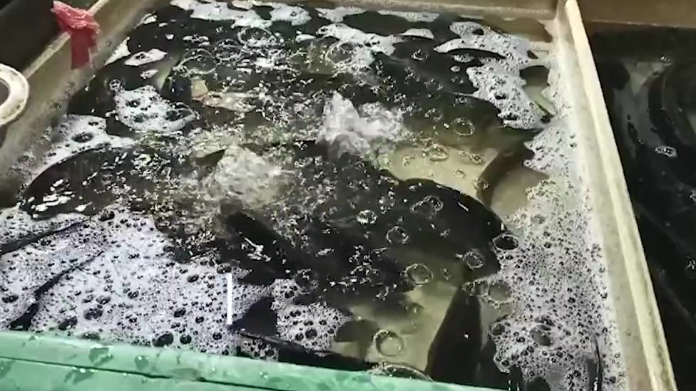 【年后淡水鱼价格上涨:鲫鱼价格比年初每斤上涨4-5元】近期,上海菜市场的猪肉价格逐渐企稳走
