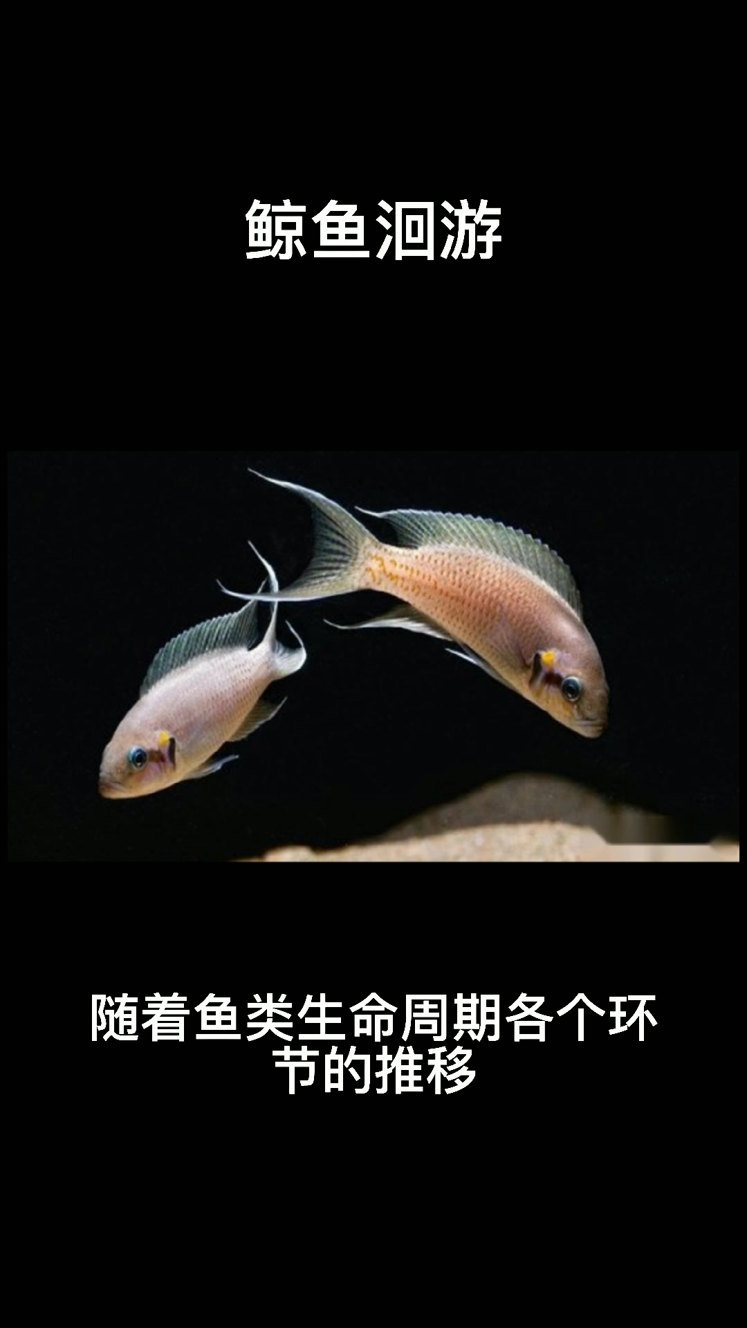 鲸鱼为什么要洄游