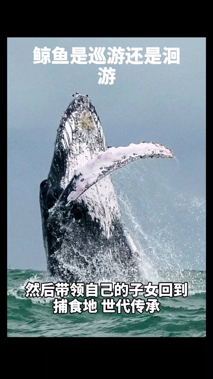 鲸鱼是巡游还是洄游