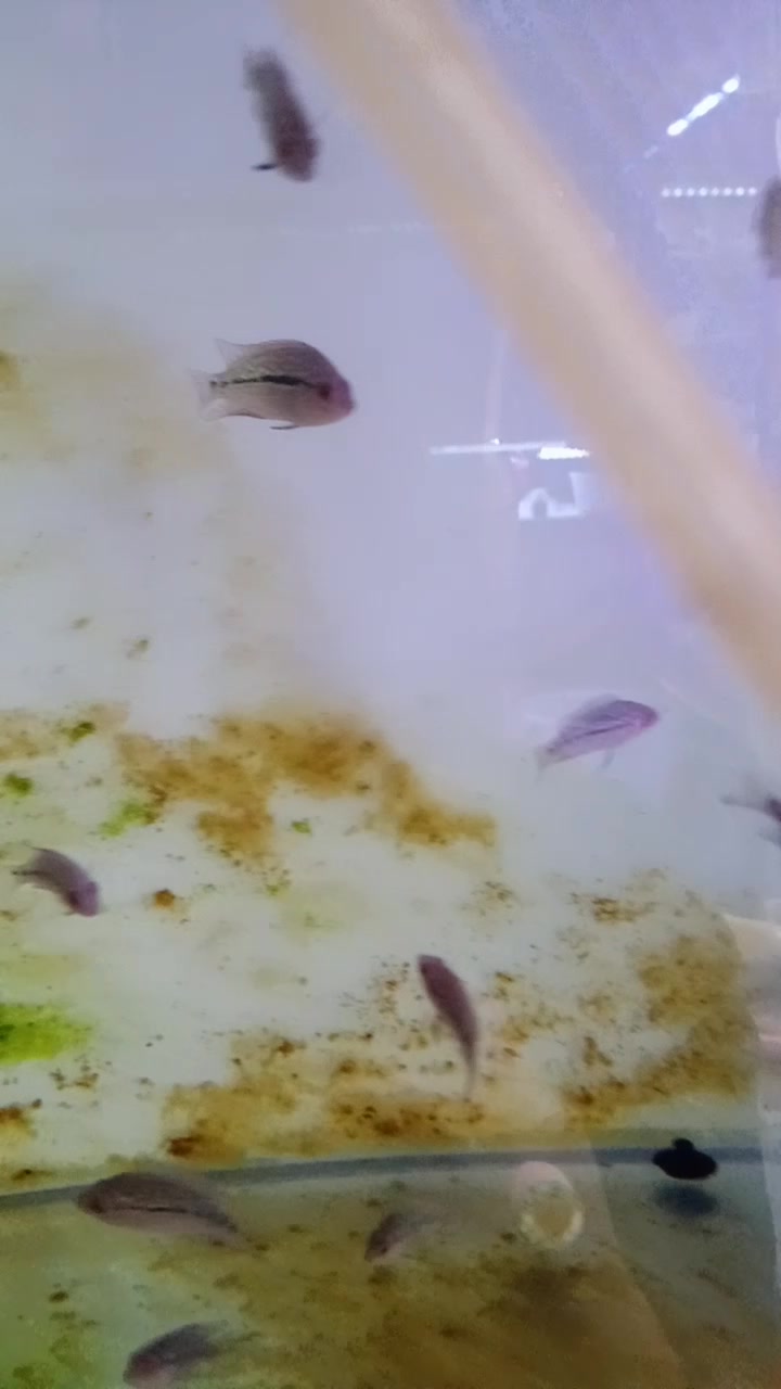新弄点罗汉苗,大家知道是什么品种吗
