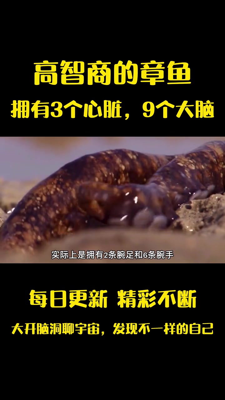 你知道章鱼是个智慧生物吗? 它有三个心脏,9个大脑