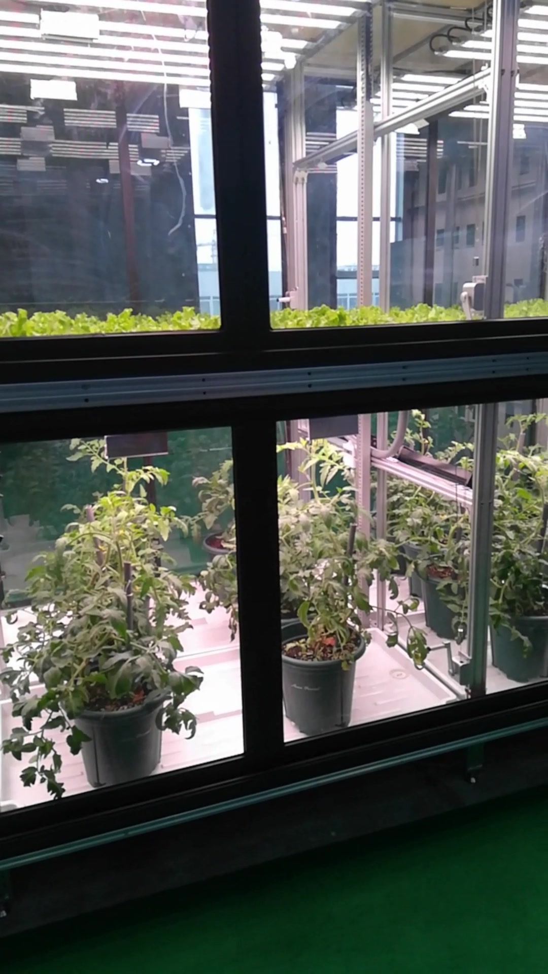 农村致富新技术 :垂直植物工厂,全年可收获生菜20茬以上