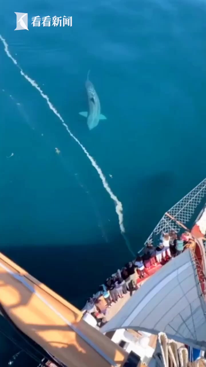 美国游轮边惊现巨型鲨鱼 船上乘客尖叫连连