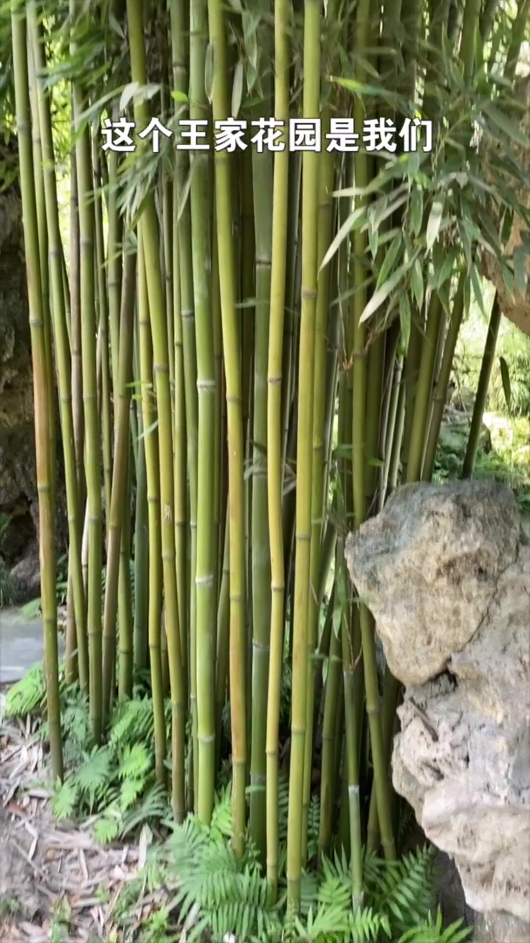 袁庭栋讲历史:现存的川派园林居然在杜甫草堂里?