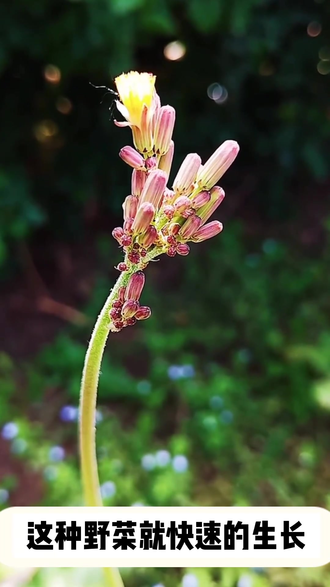 稻田里的恶草:稻搓菜