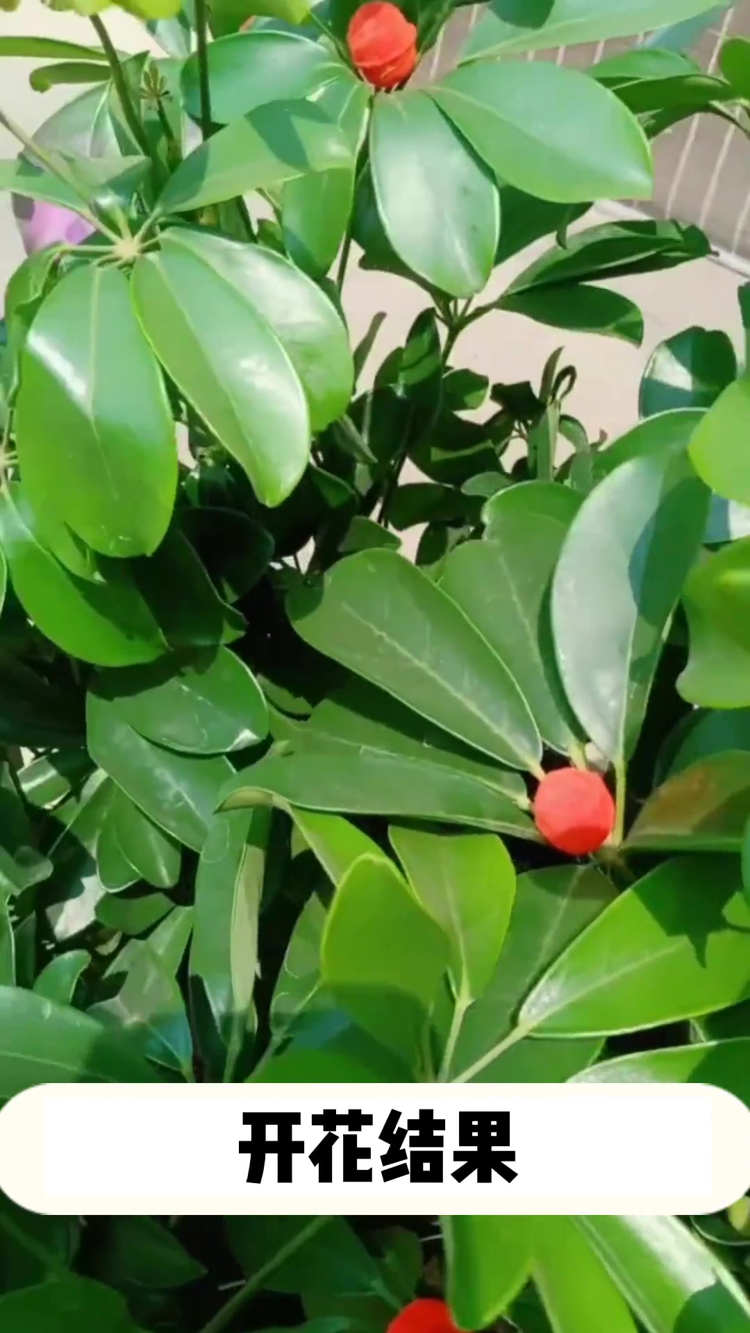 鹅掌柴的资料介绍