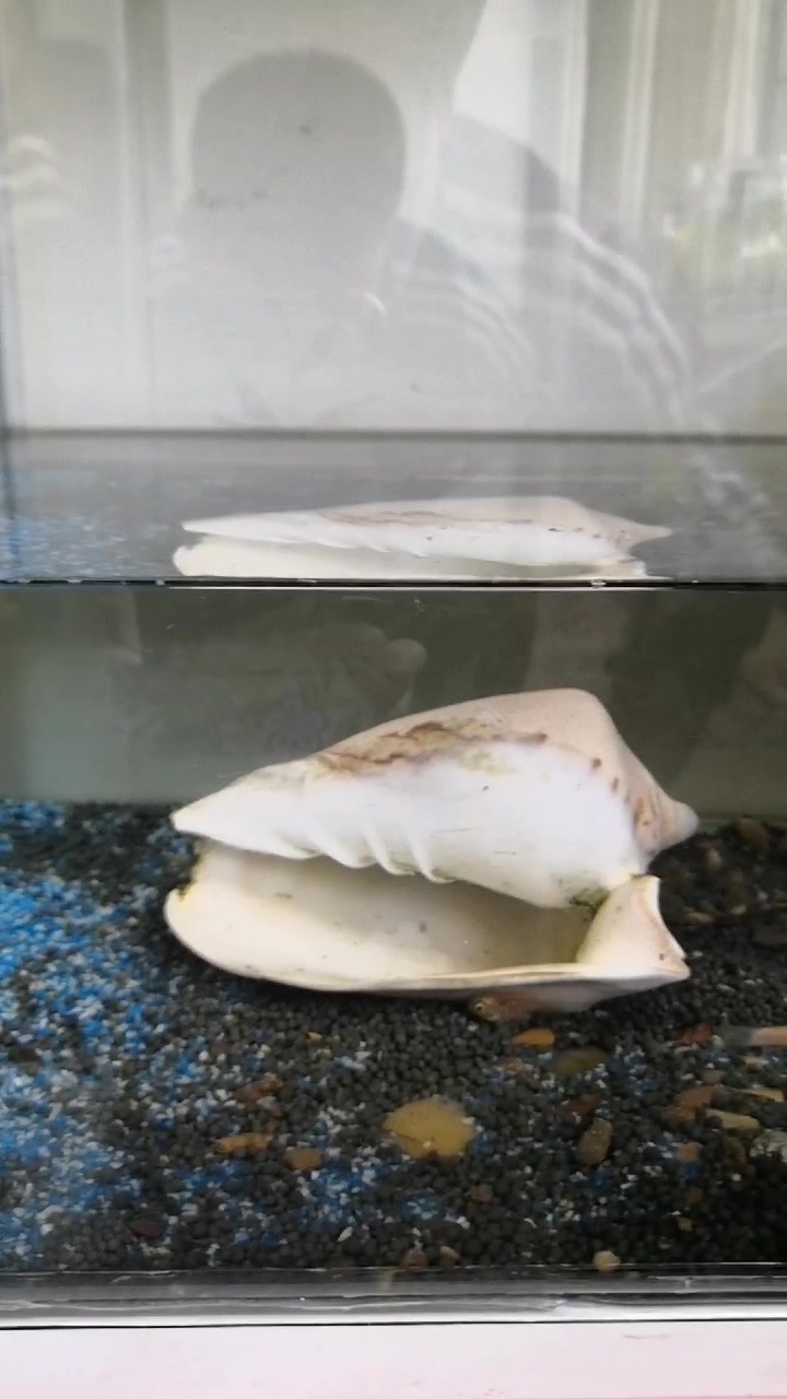 自己繁殖的精品凤尾鱼,长大了看看什么样吧!!!