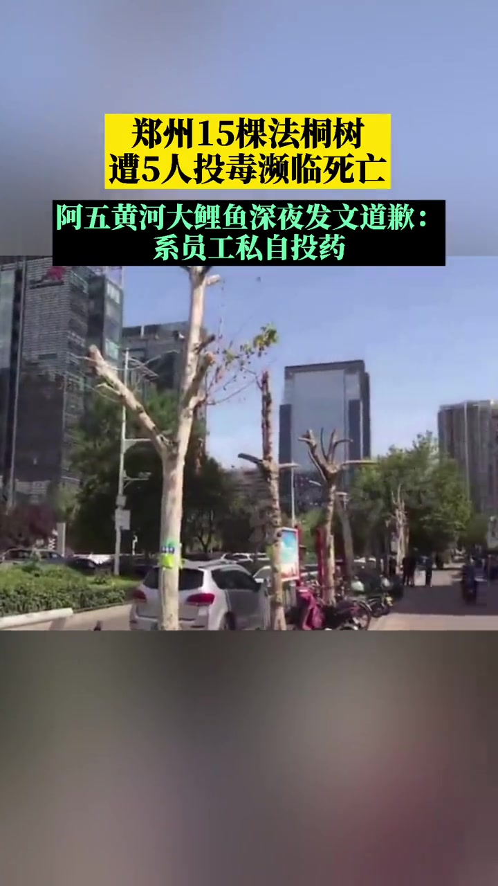 郑州 15棵法桐树遭5人投毒濒临死亡,阿五黄河大鲤鱼 深夜发文道歉:系个别员工法律意识薄弱