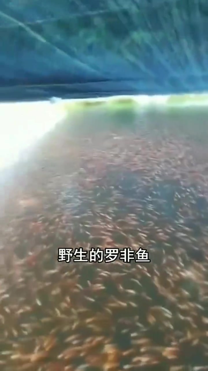 为啥野生罗非鱼不能吃,看了就知道