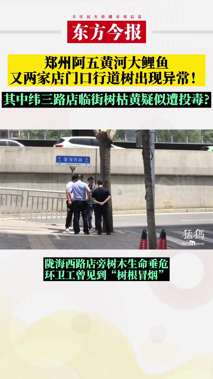 郑州 阿五黄河大鲤鱼 又两家店门口行道树出现异常,其中纬三路店临街树枯黄疑似遭投毒?绿化所