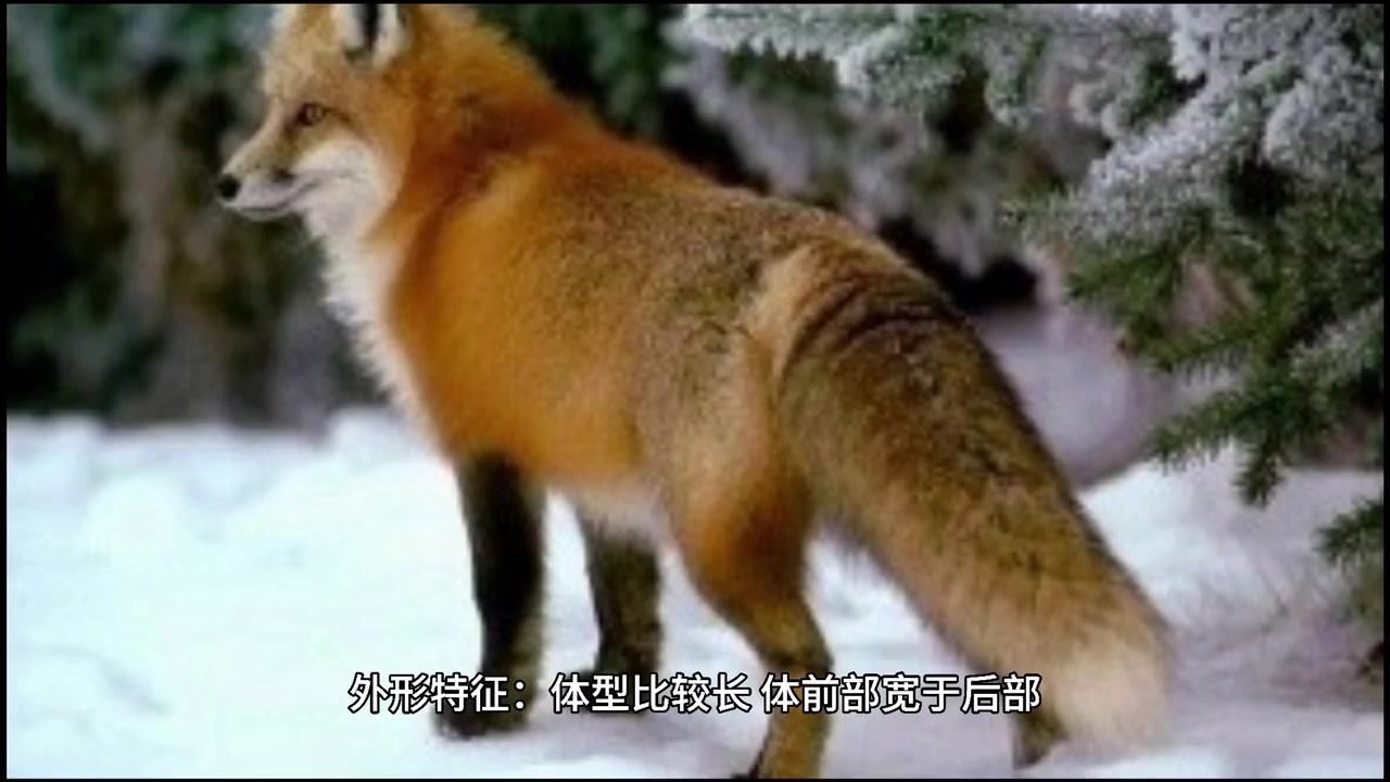 我来告诉你梭边鱼刺多吗