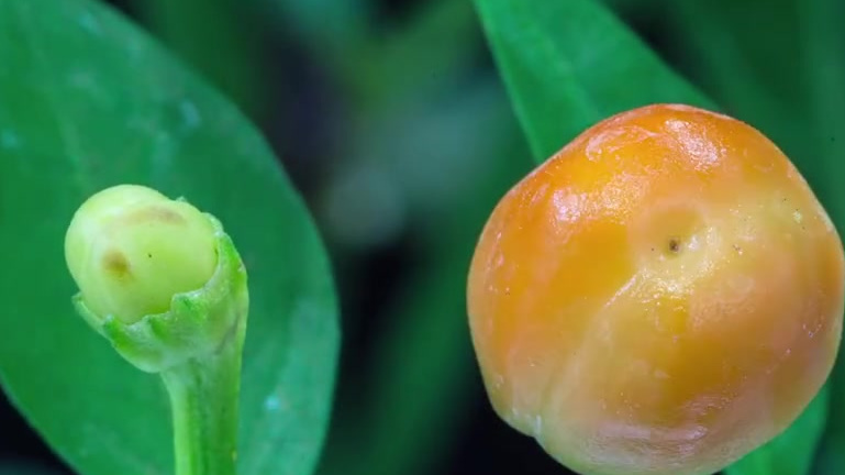 【超萌!延时记录12种植物宝宝发芽】西红柿、绿豆、红豆、辣椒、蘑菇、香椿、萝卜、铁线蕨、小