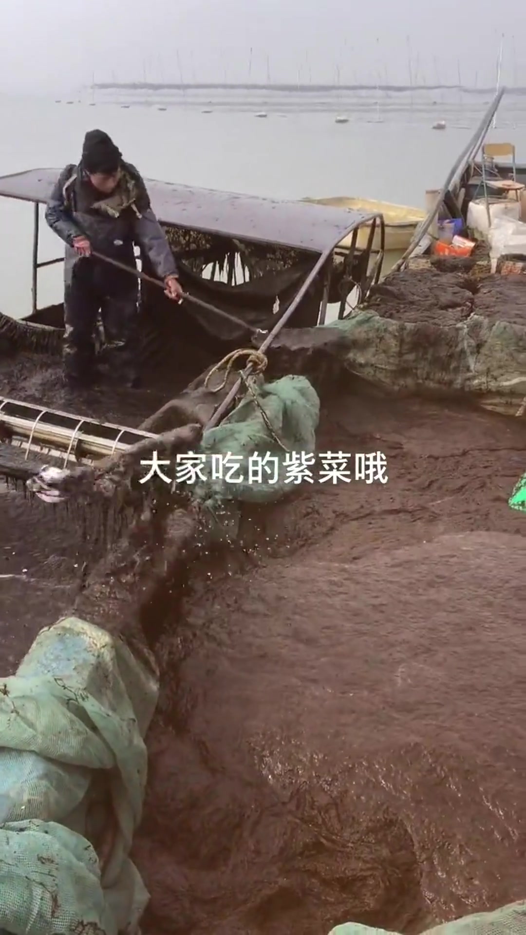 大家吃的紫菜原来是这样的,眼前的一幕,再也不敢吃了!